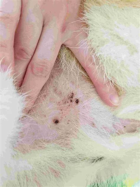 black spot on dog's nipple